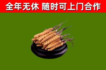 民和县回收散虫草