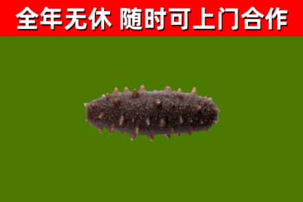 民和县回收海参干